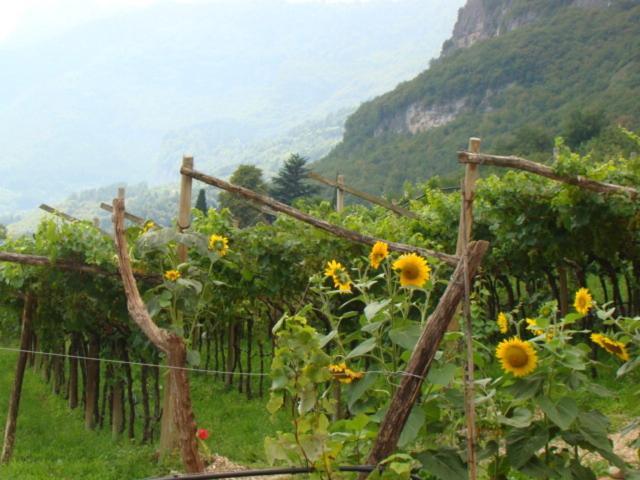 Agritur Maso Spezial Βίλα Villa Lagarina Δωμάτιο φωτογραφία